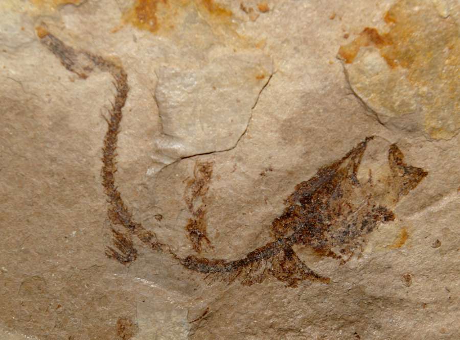 Glossanodon musceli