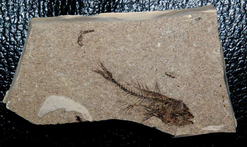 Serranidae