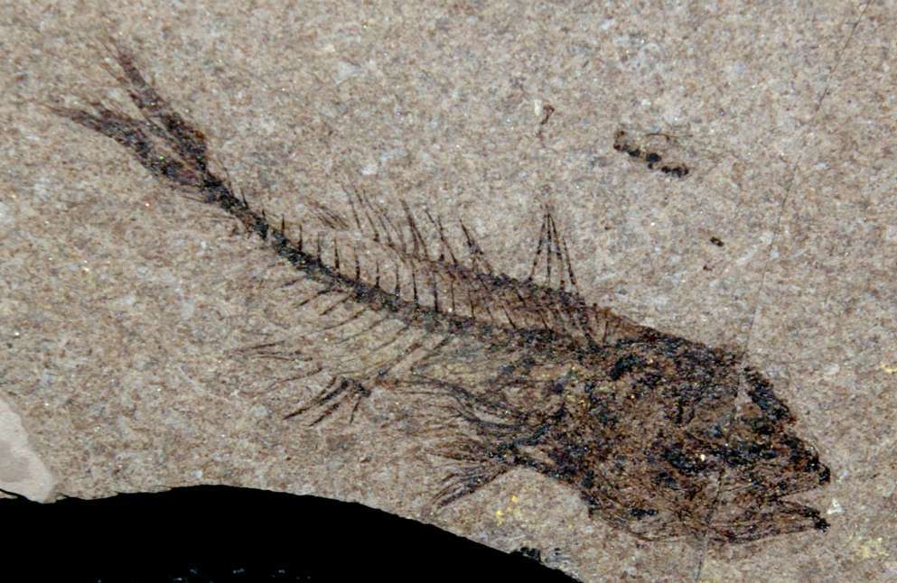serranus sp.