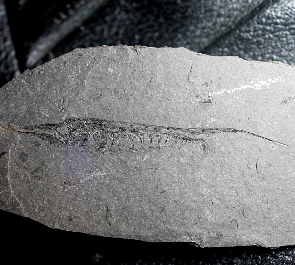 Centriscus heinrichi