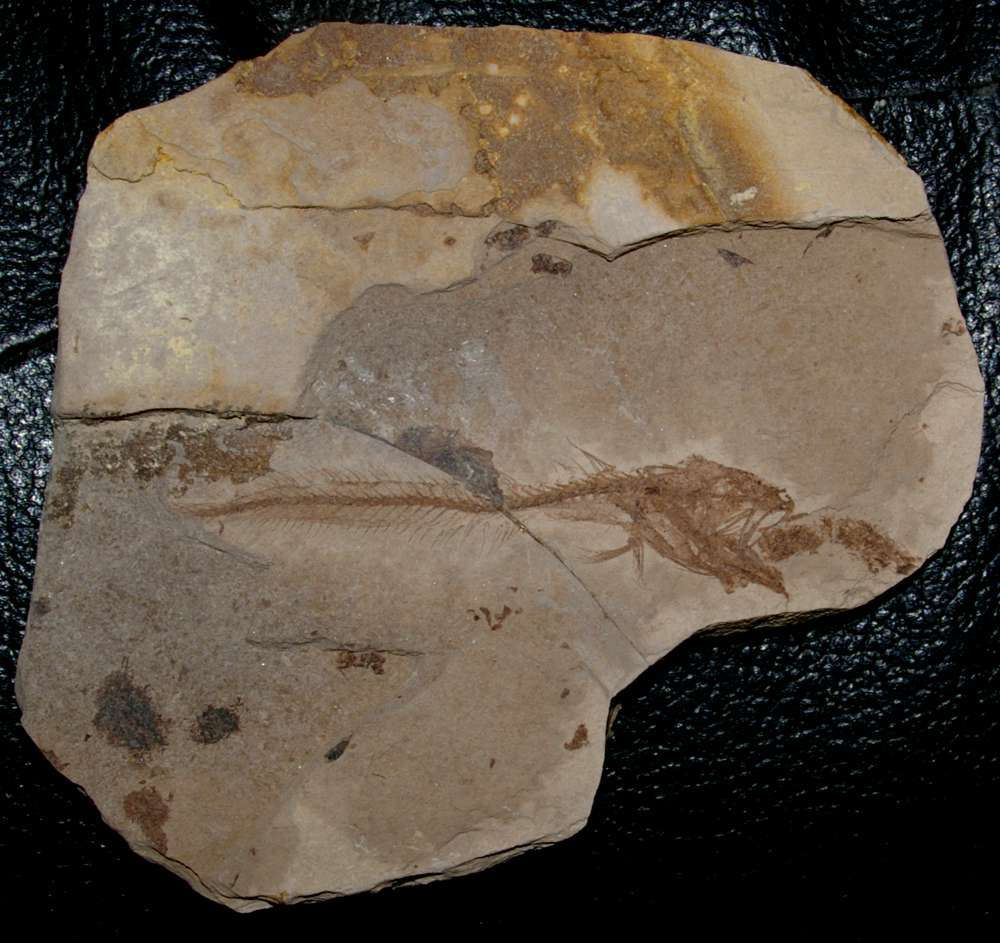 Fossil fish