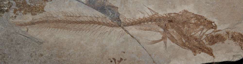 Fossil fish