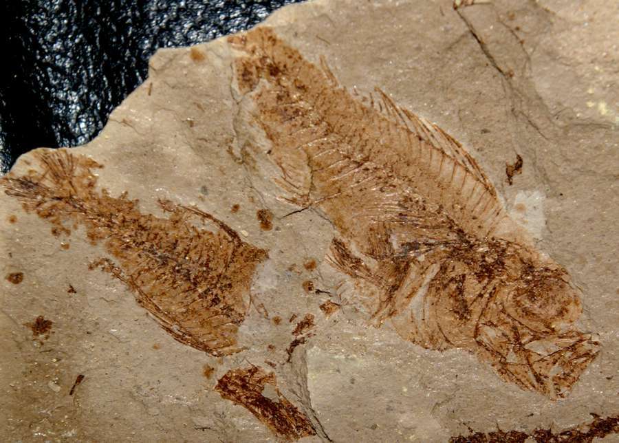 Fossile poisson  