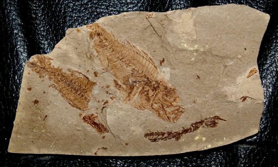 Fossile poisson  