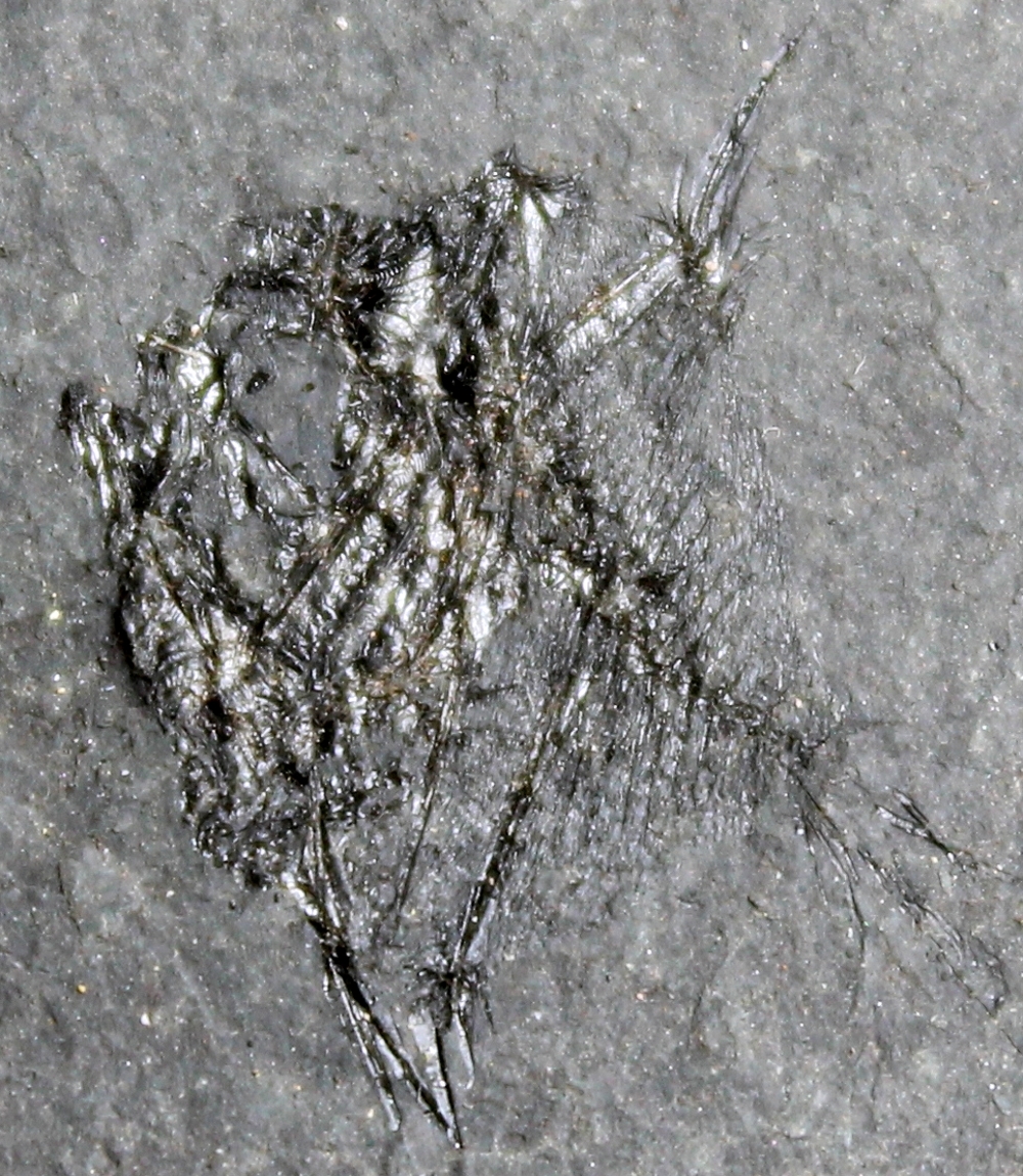 Antigonia
