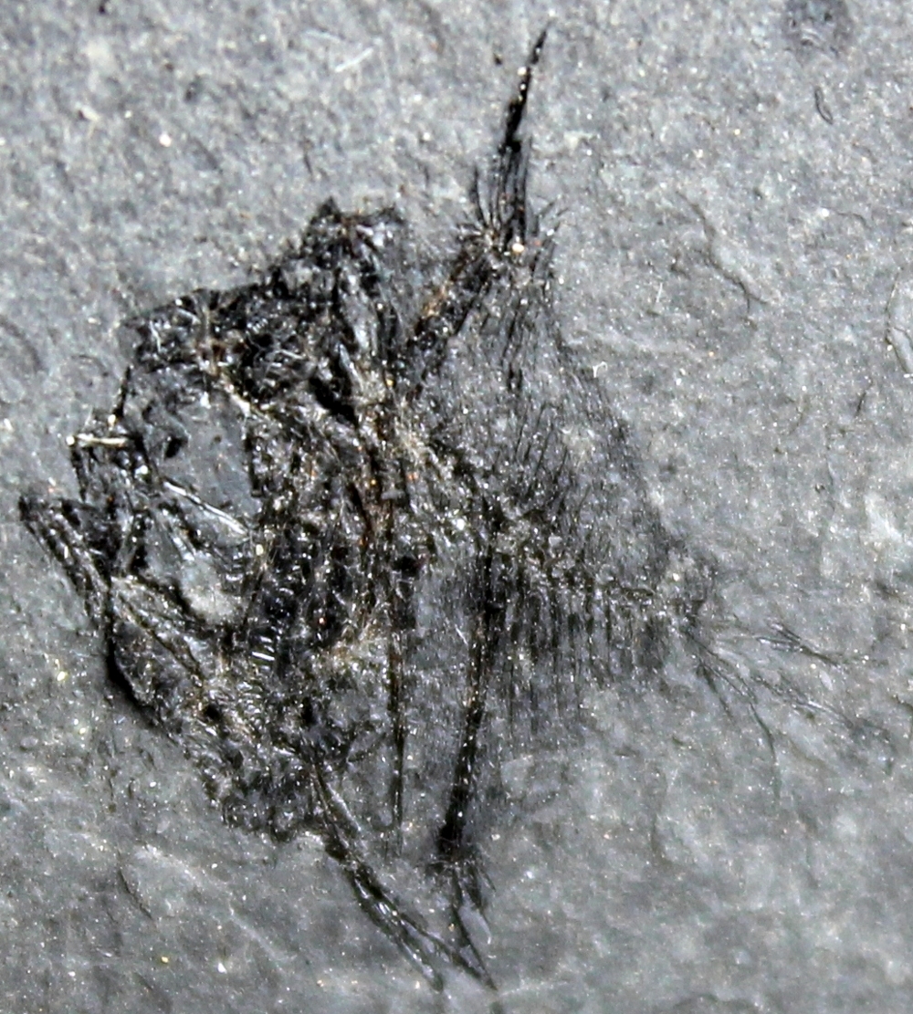 Antigonia