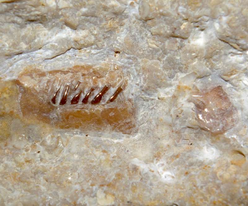 Gyrolepis sp  