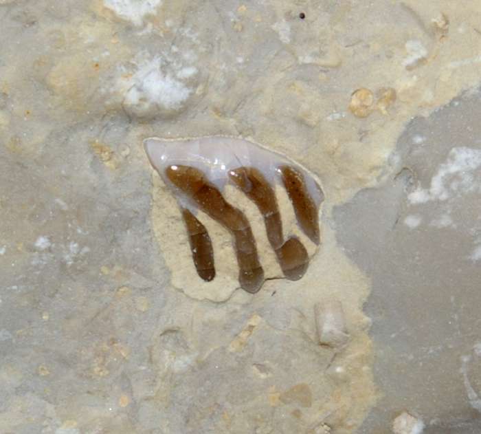 Triasic fossil fish husk  