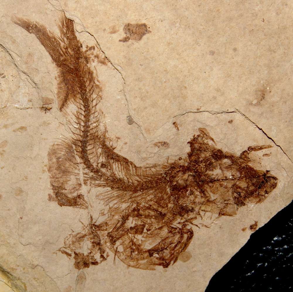Fossile poisson  