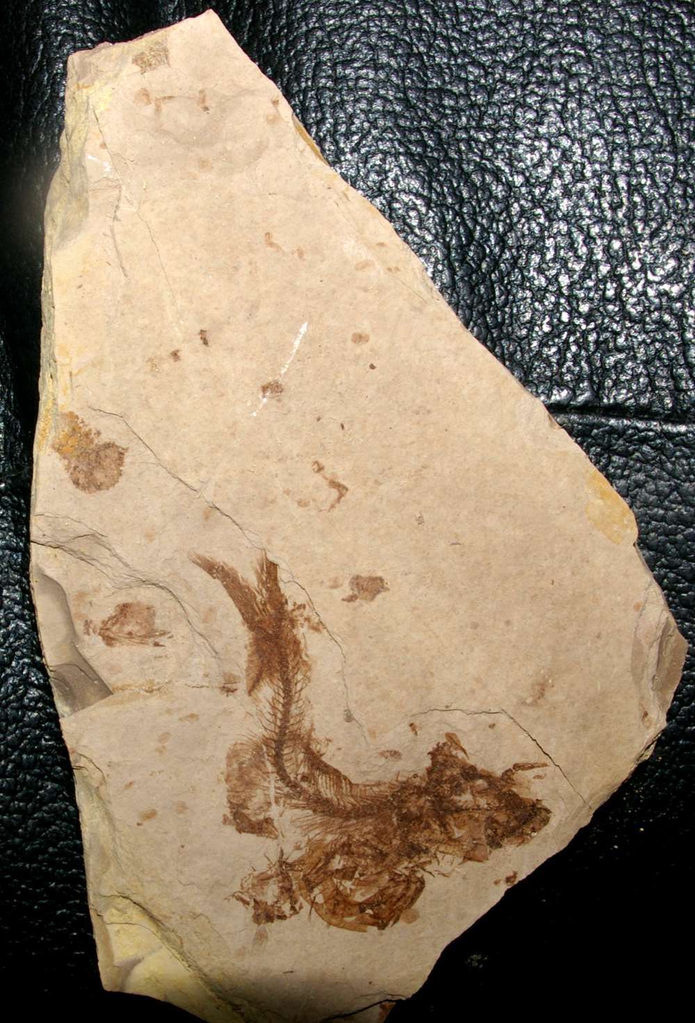 Fossile poisson  