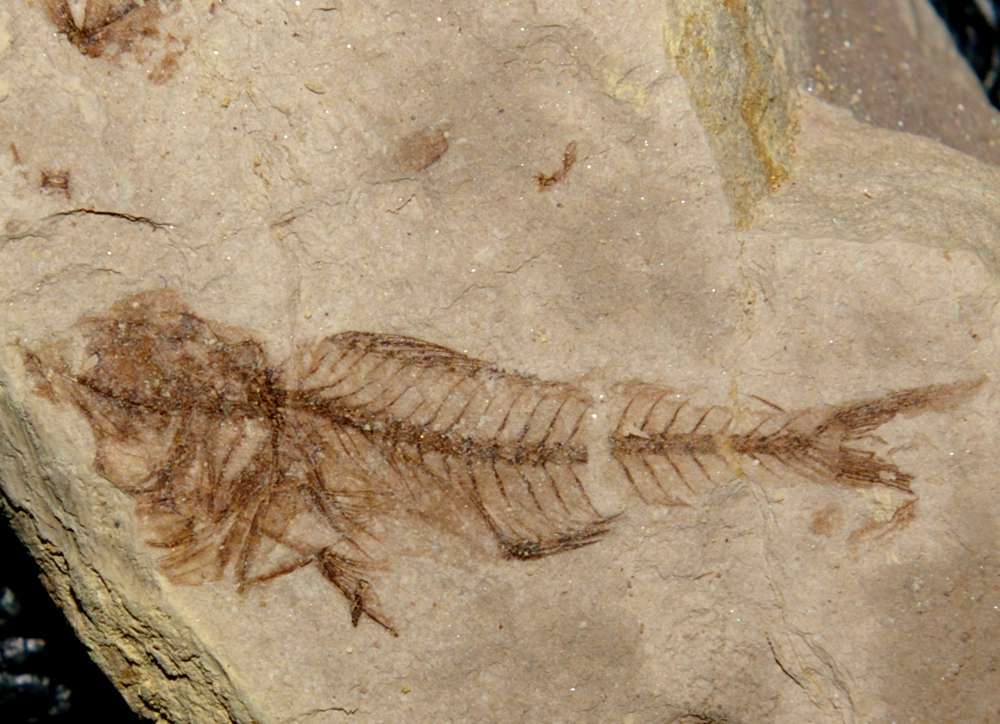Fossile poisson  