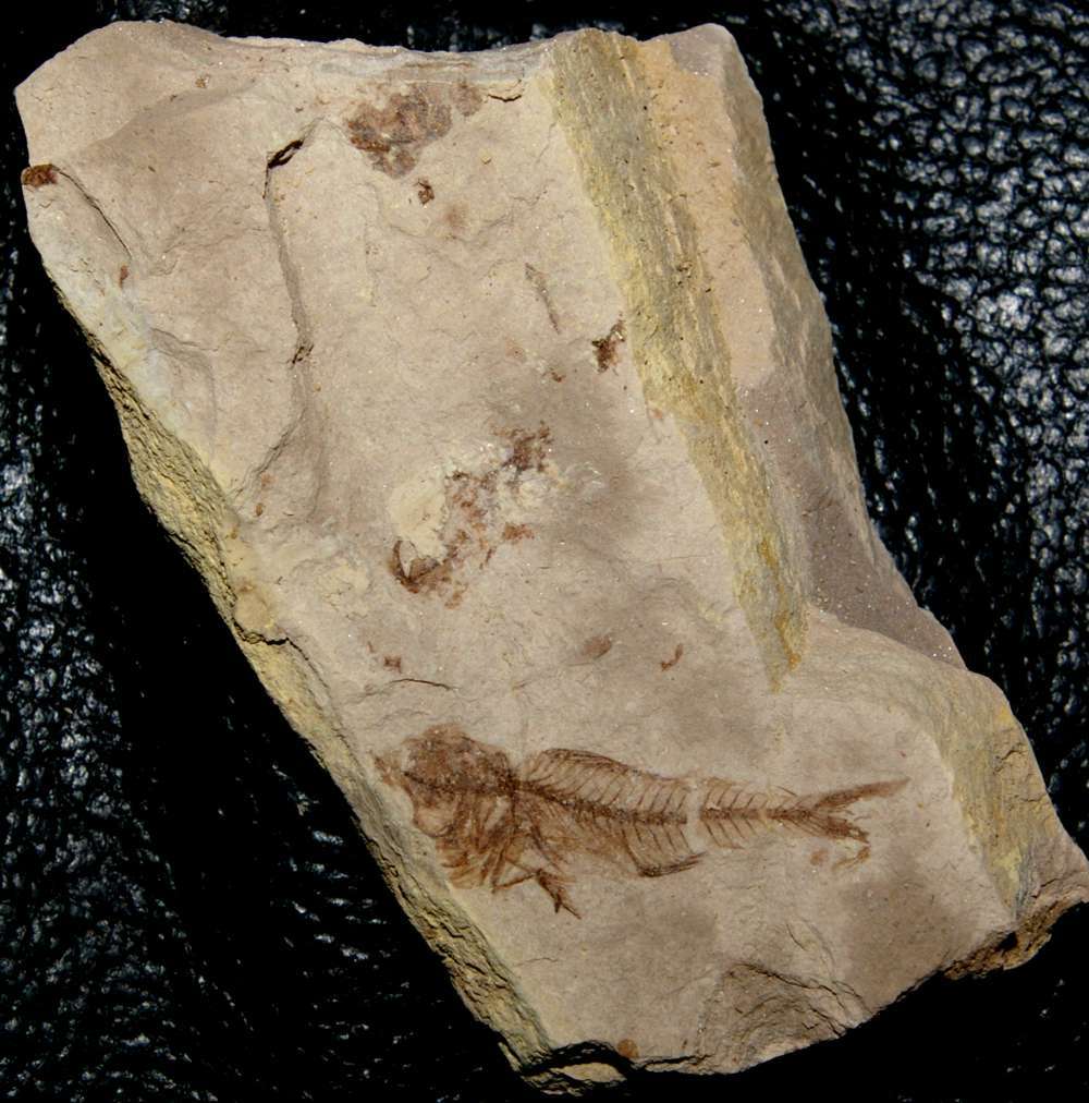 Fossile poisson  
