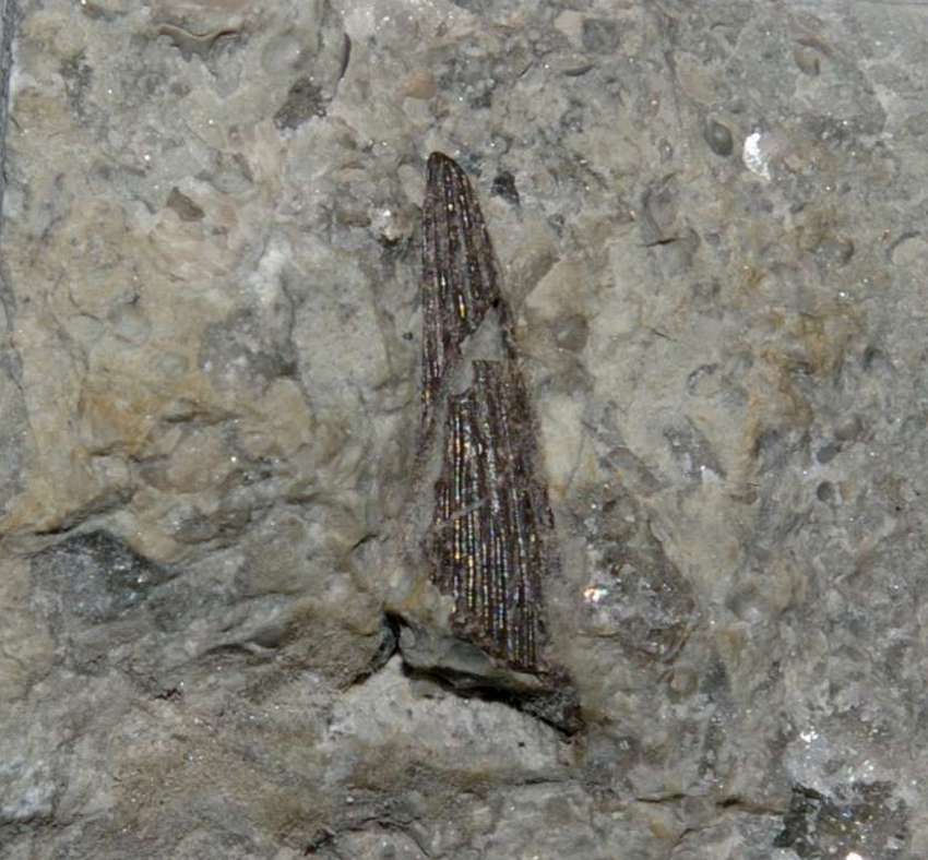 Acanthodii