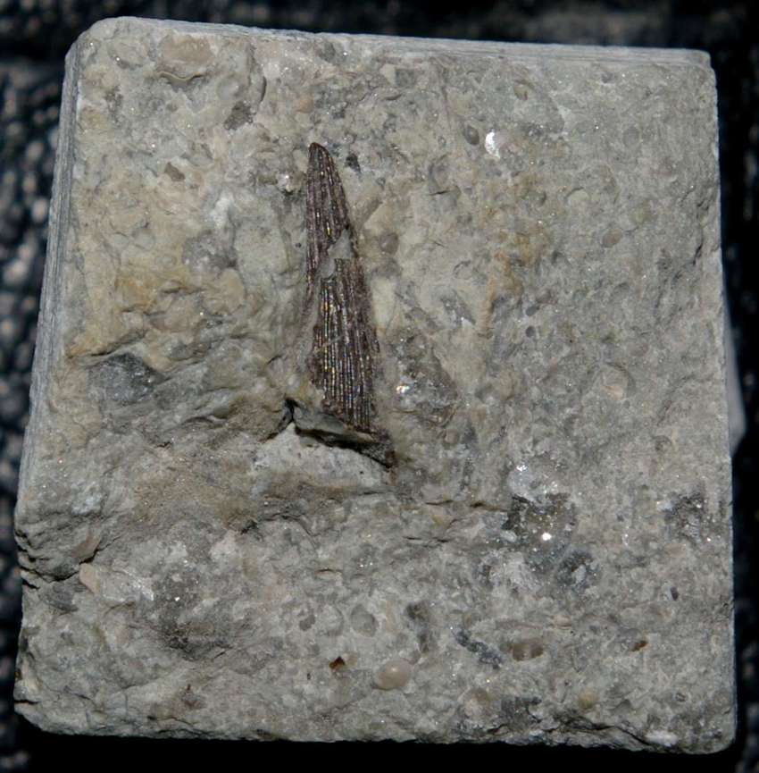 fish fin spine