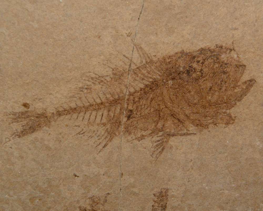 Serranus