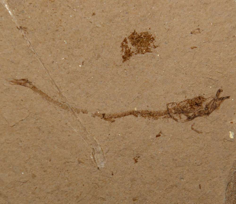 fossil fish