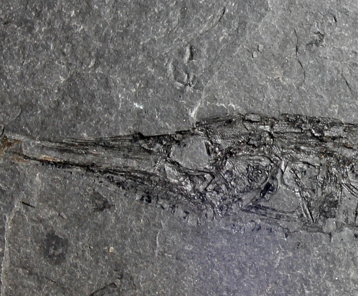 Centriscus heinrichi