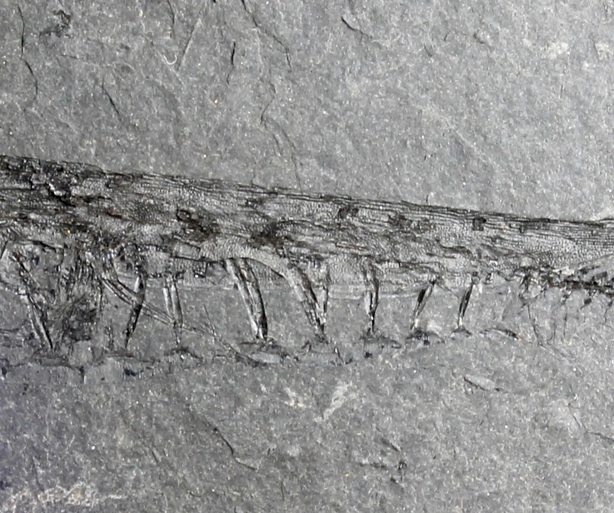 Centriscus heinrichi