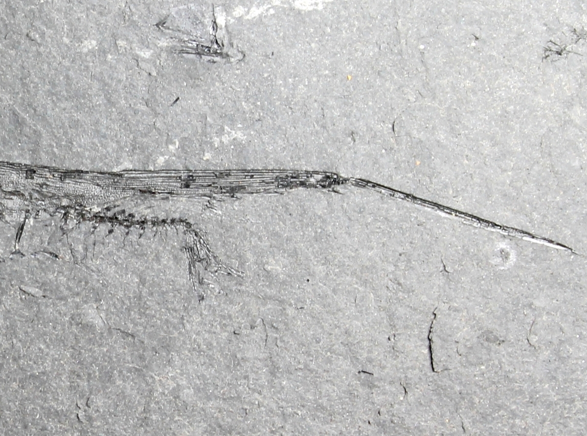 Centriscus heinrichi