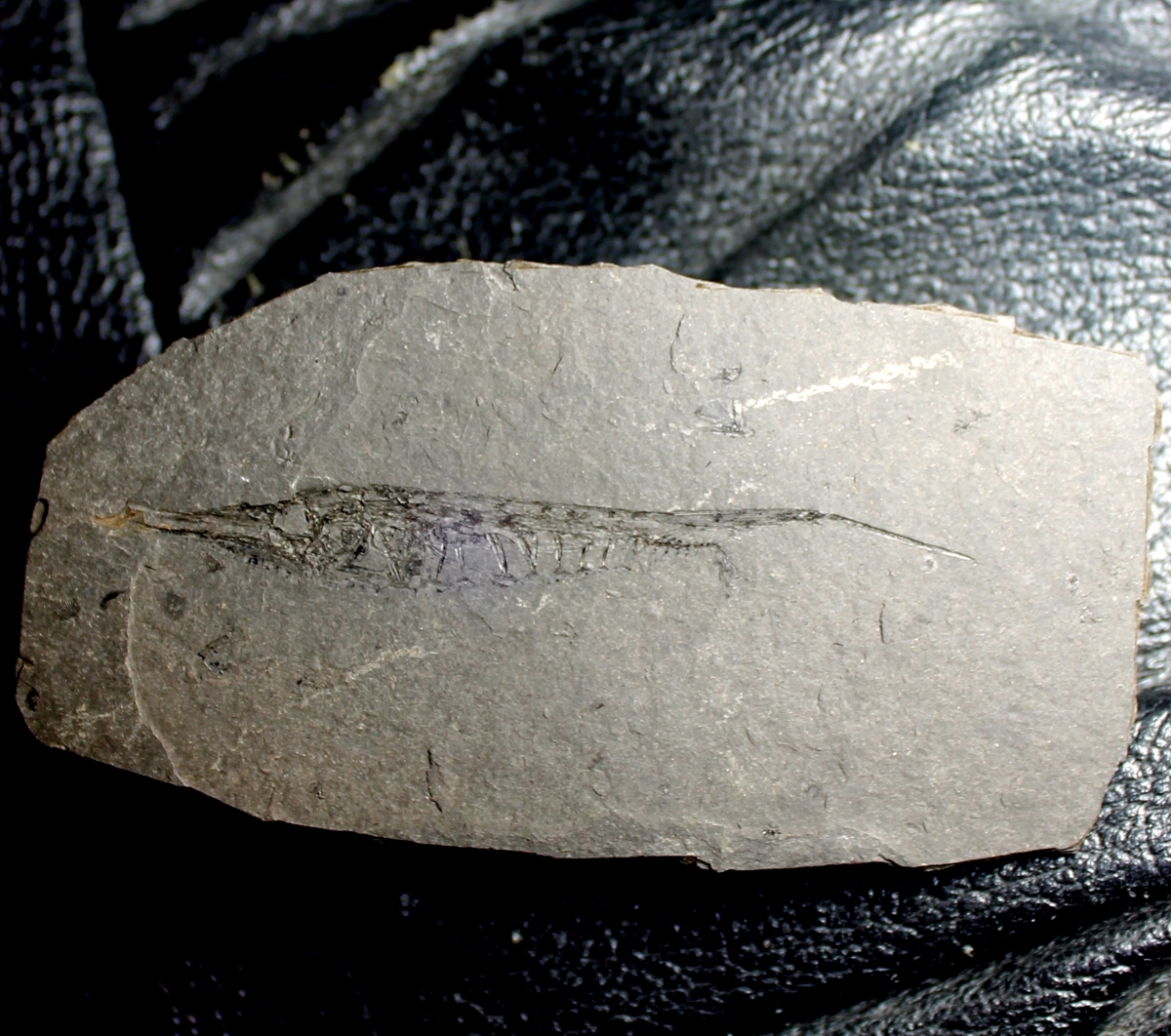 oligocene fossil fish