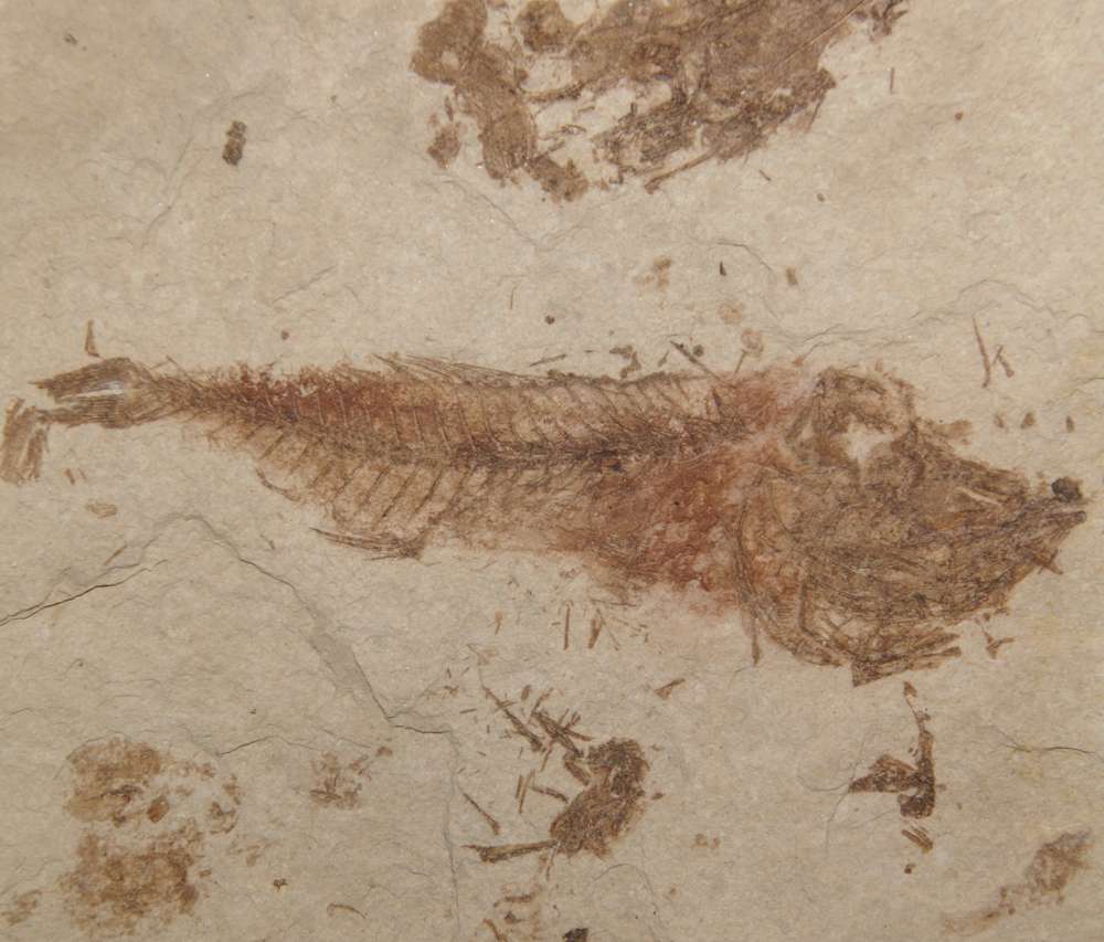 fossil fish