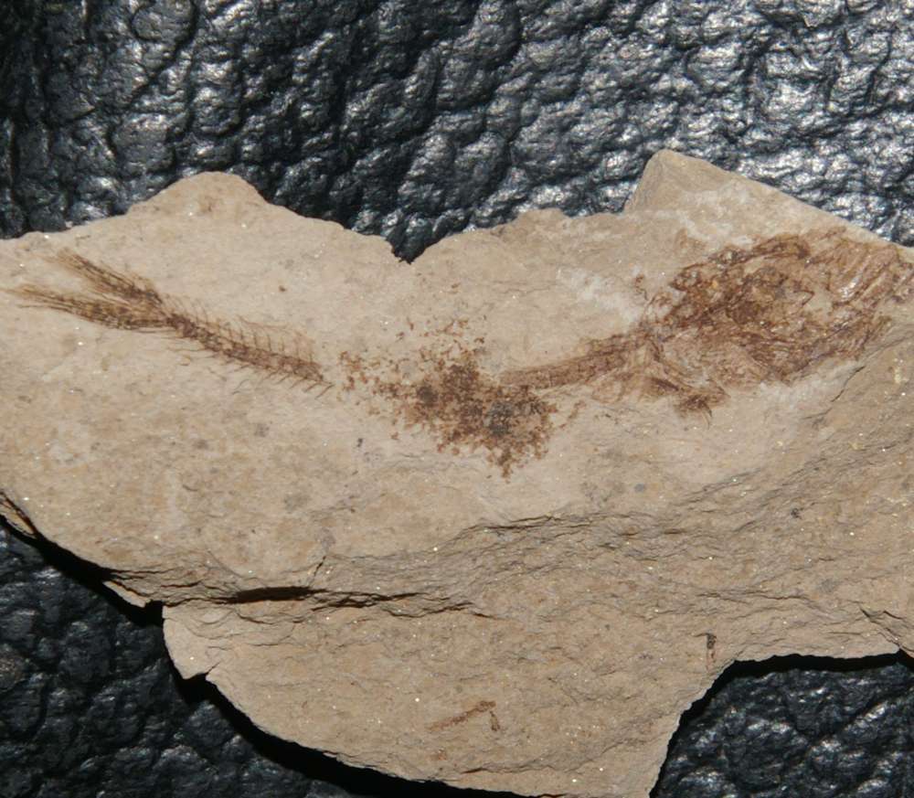 fossil fish