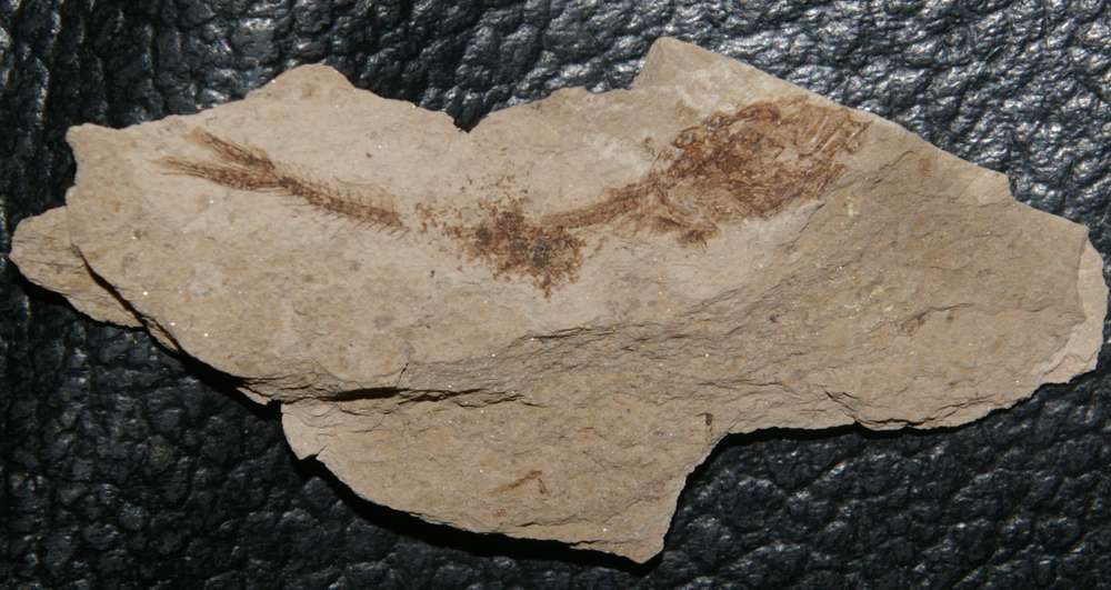 fossil fish