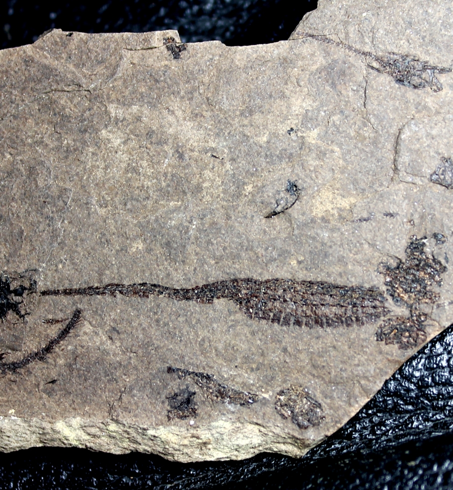 Hipposyngnathus neriticus