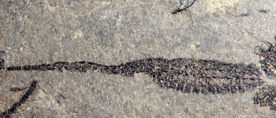 fossil seahorse