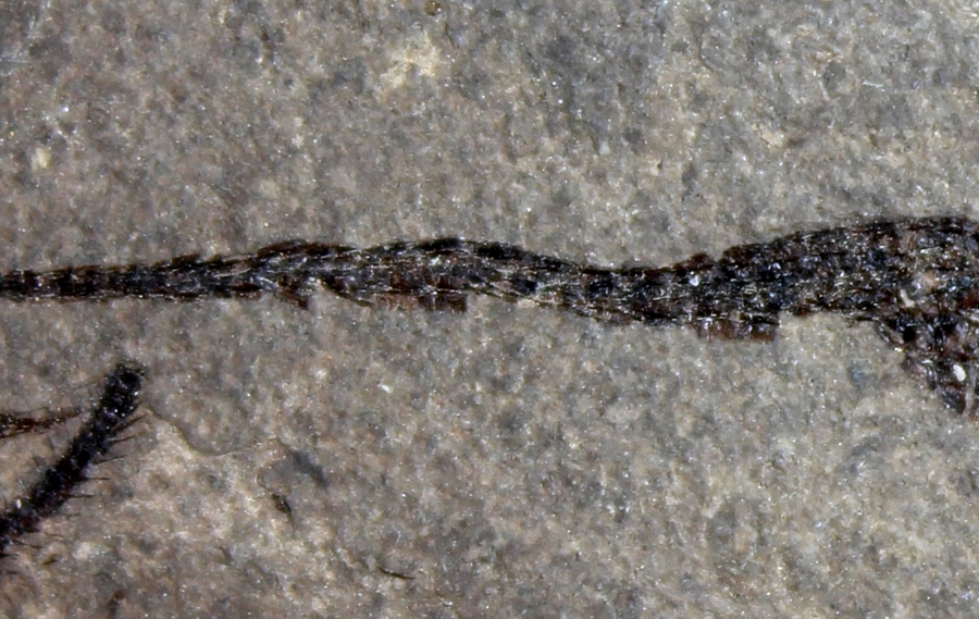 fossil seahorse
