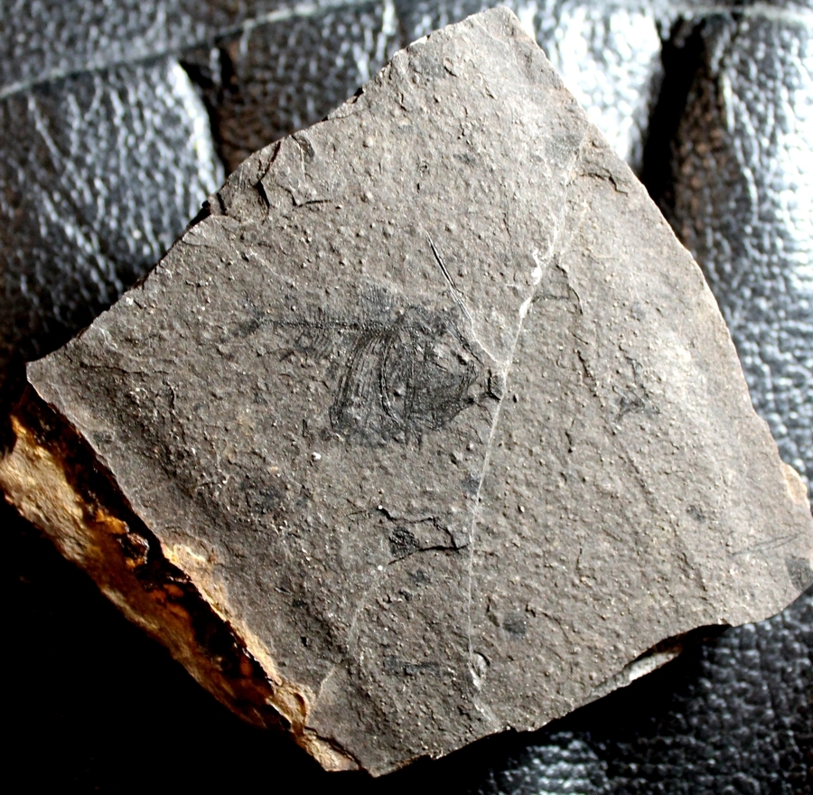  Argyropelecus cosmovicii