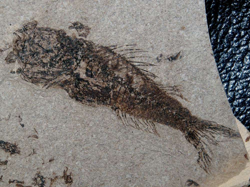 Serranus budensis