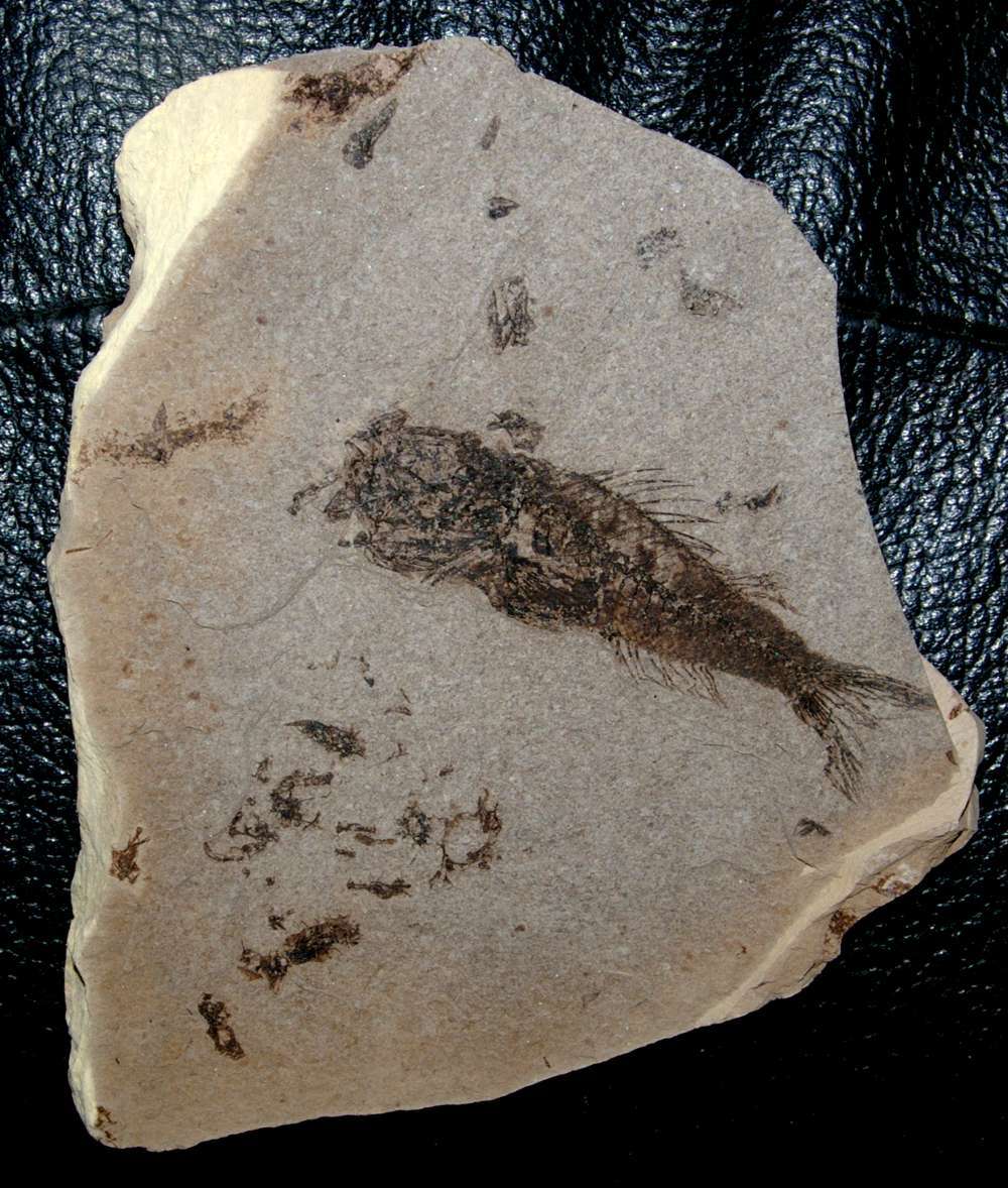 Fossili pesci