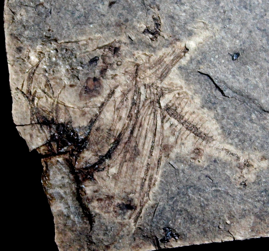Fossili pesci