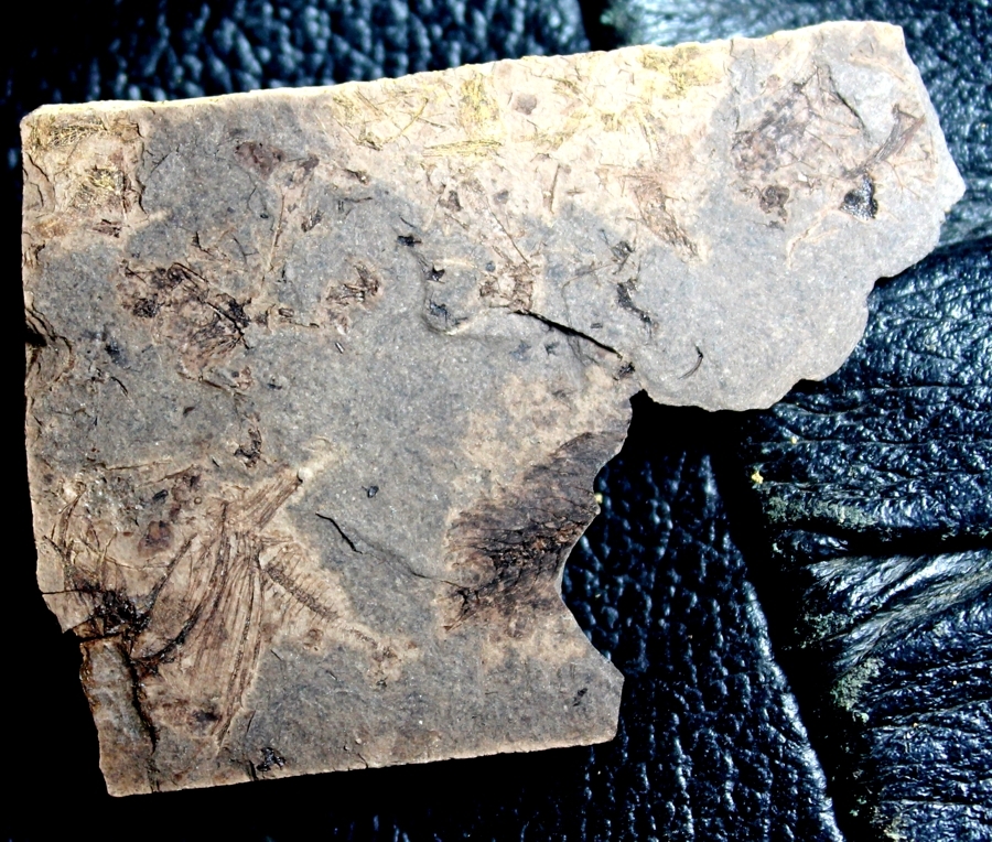 Argyropelecus cosmovicii