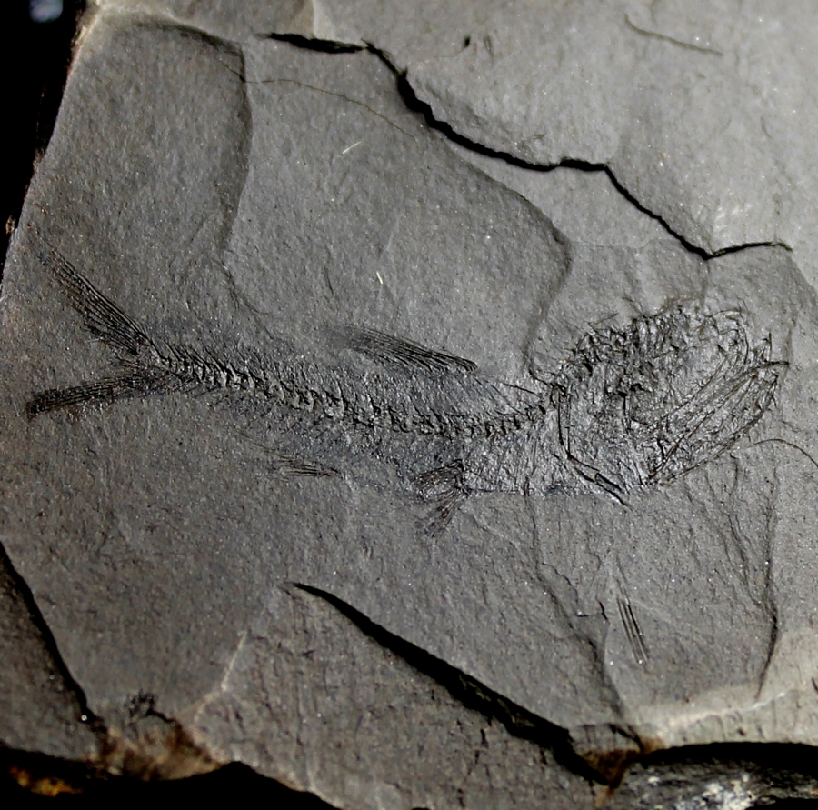 Fossili pesci