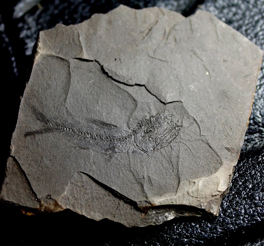 Fossili pesci, Protomyctophum