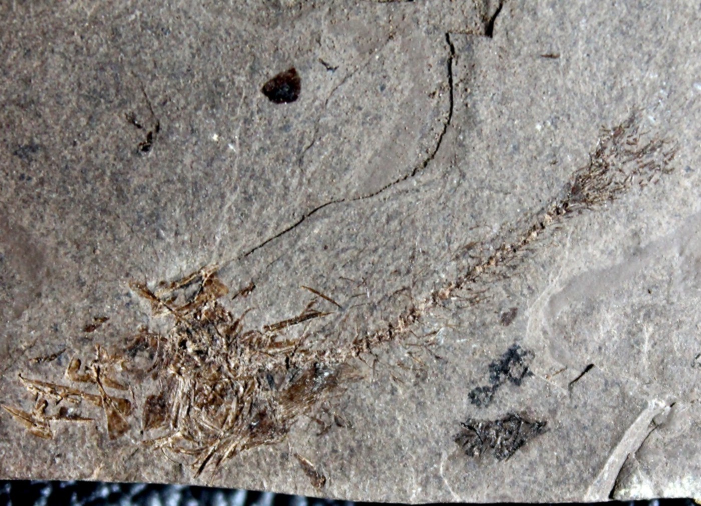 poisson fossile 