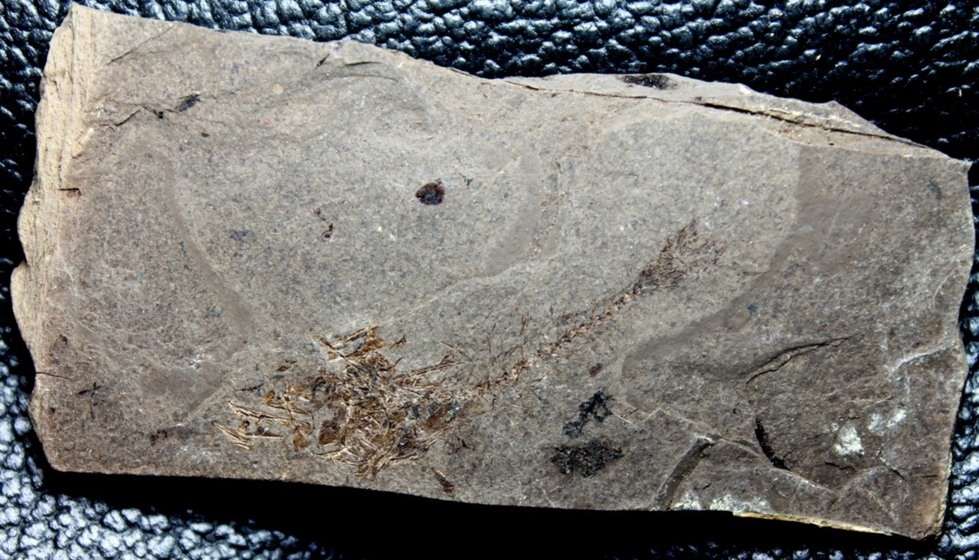 poisson fossile 