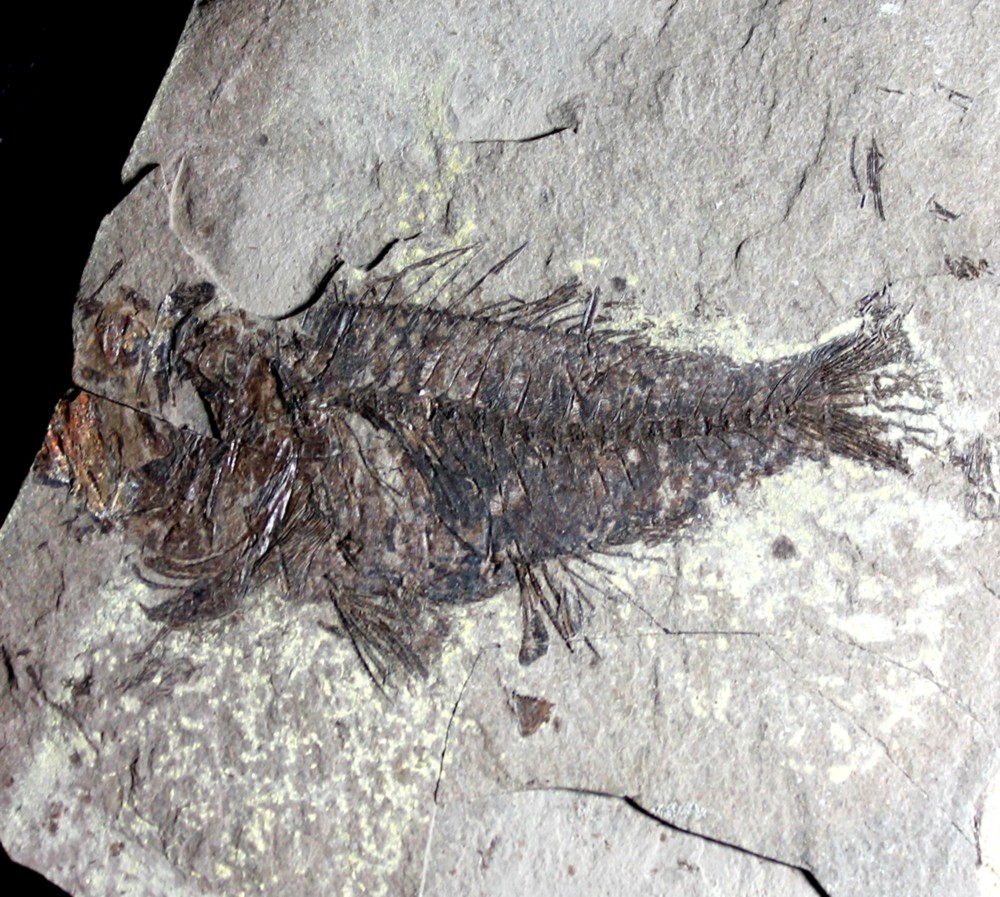 Maicopiella longimana