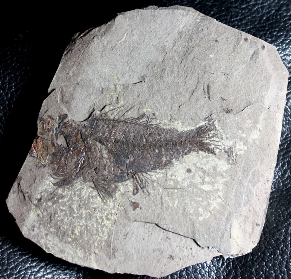 Maicopiella longimana