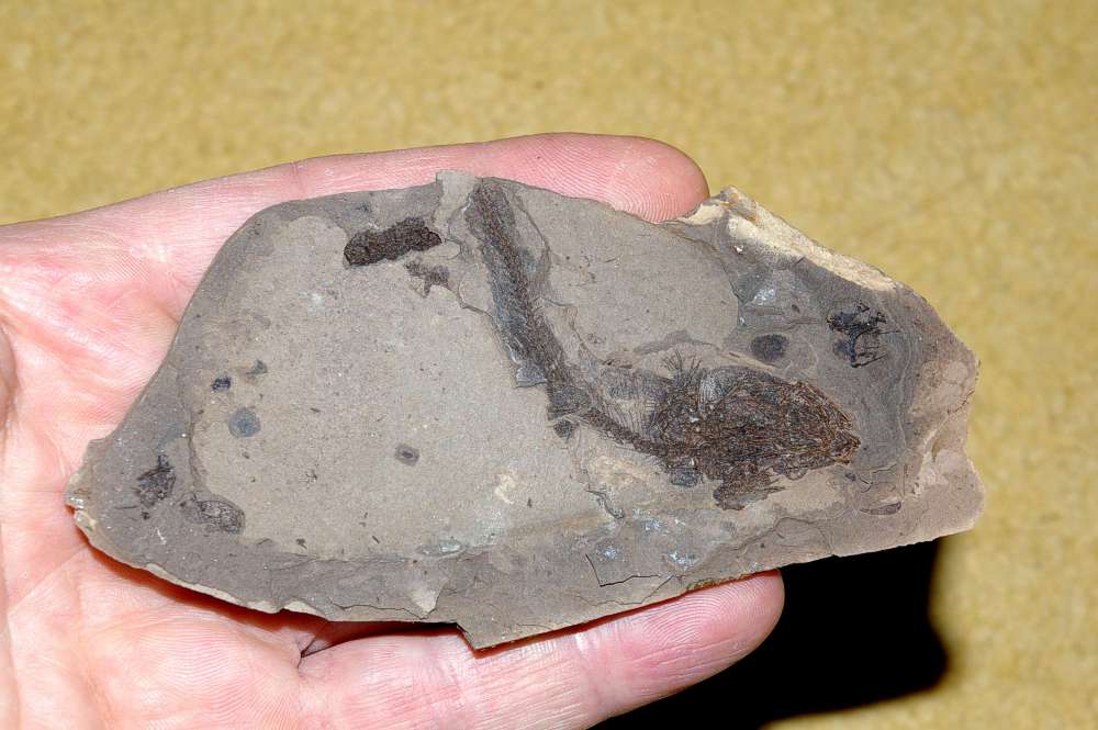 Clupea sp Fossils Fish