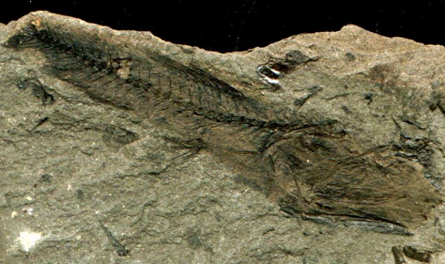 Oligocene fossil fish