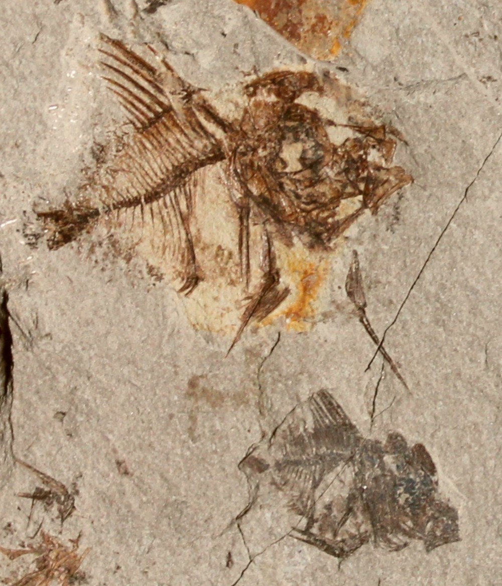 Capros radobojanus 