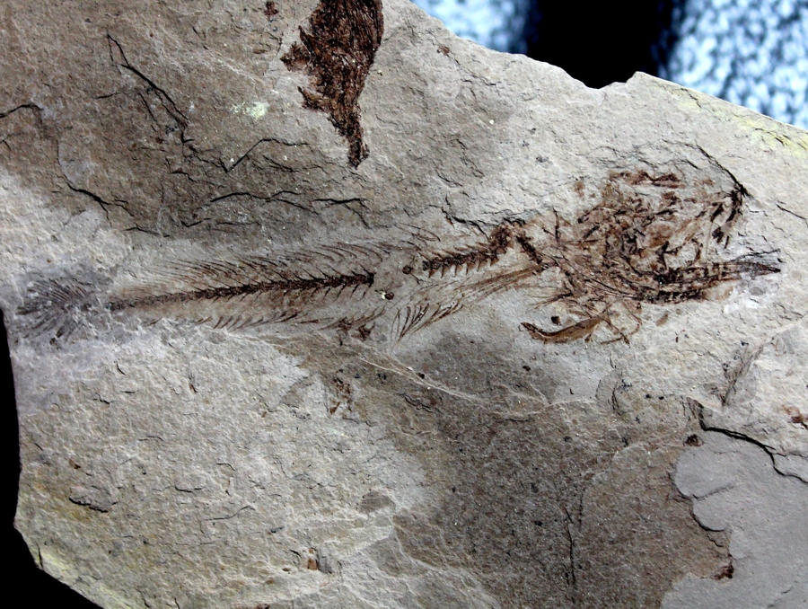 Fossils Fish Paleogadus simionescui