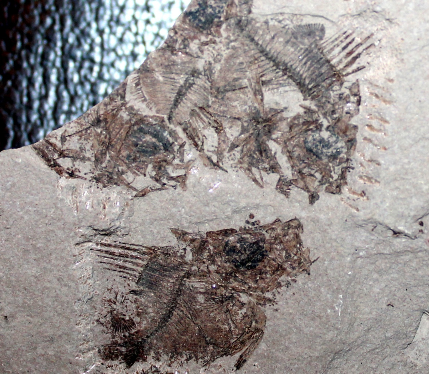 Hemithyrsites rumanus fossils fish