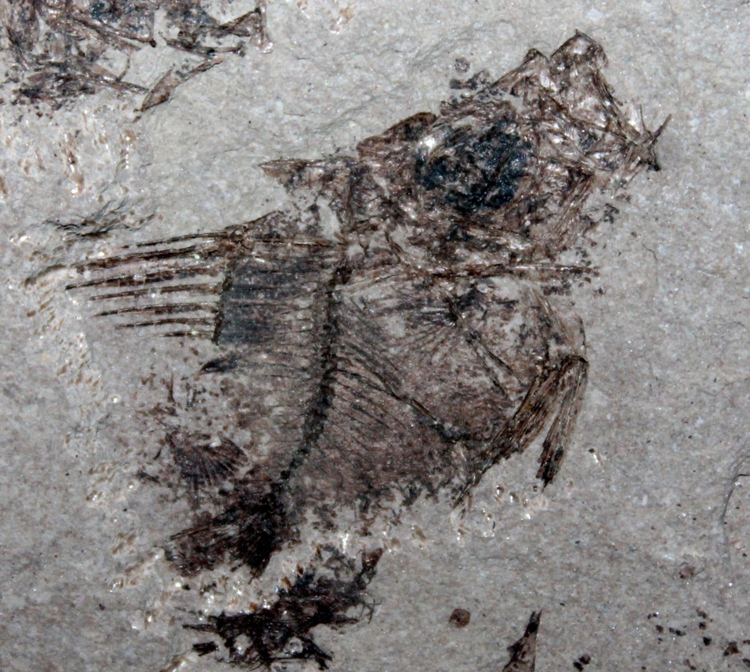 Hemithyrsites rumanus 
