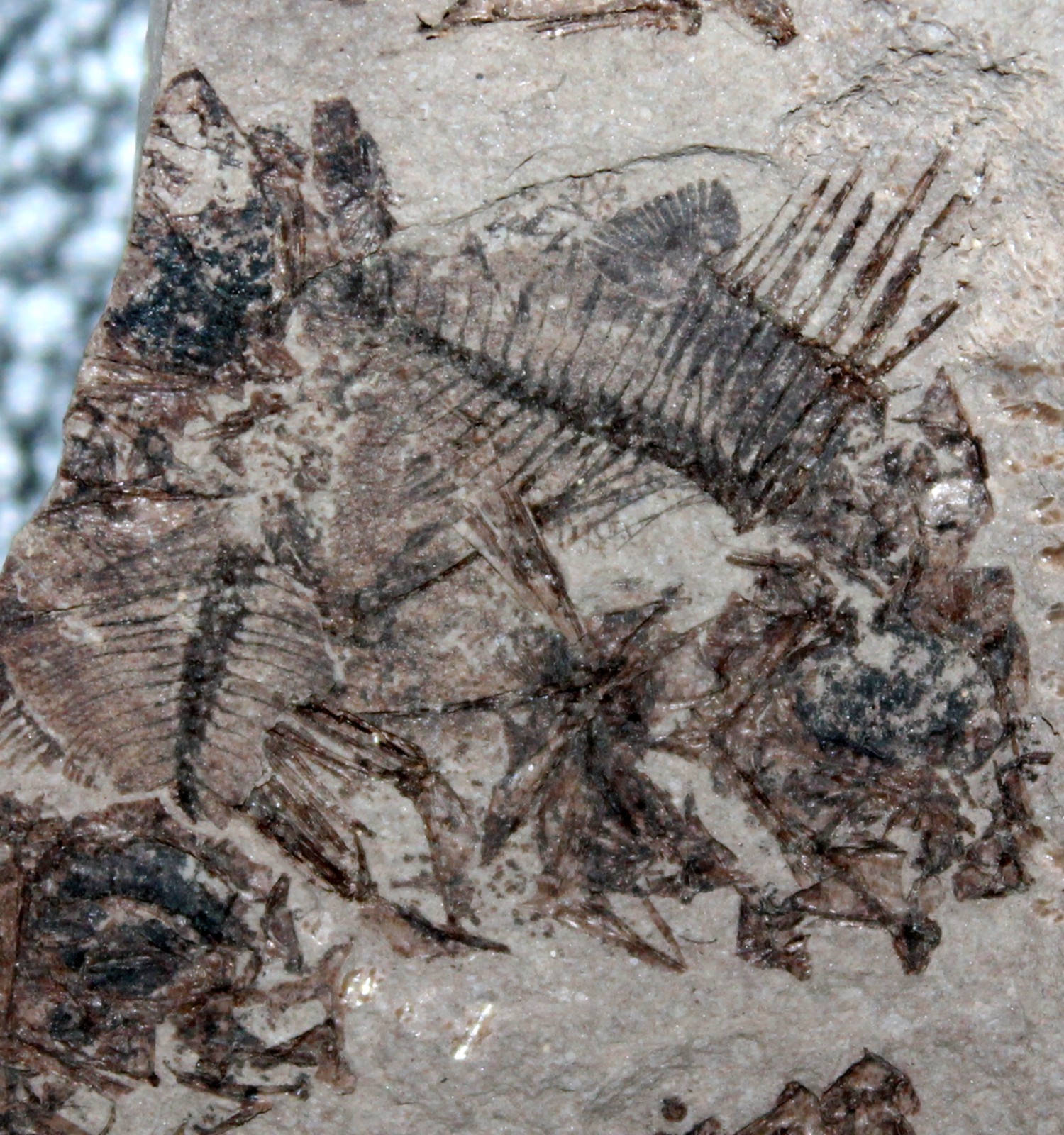 fossil fish