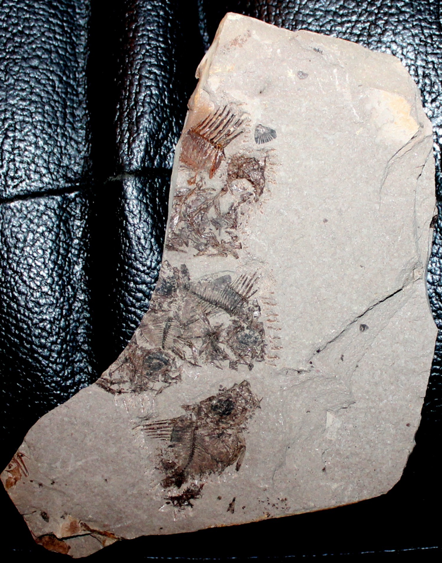 fossil fish