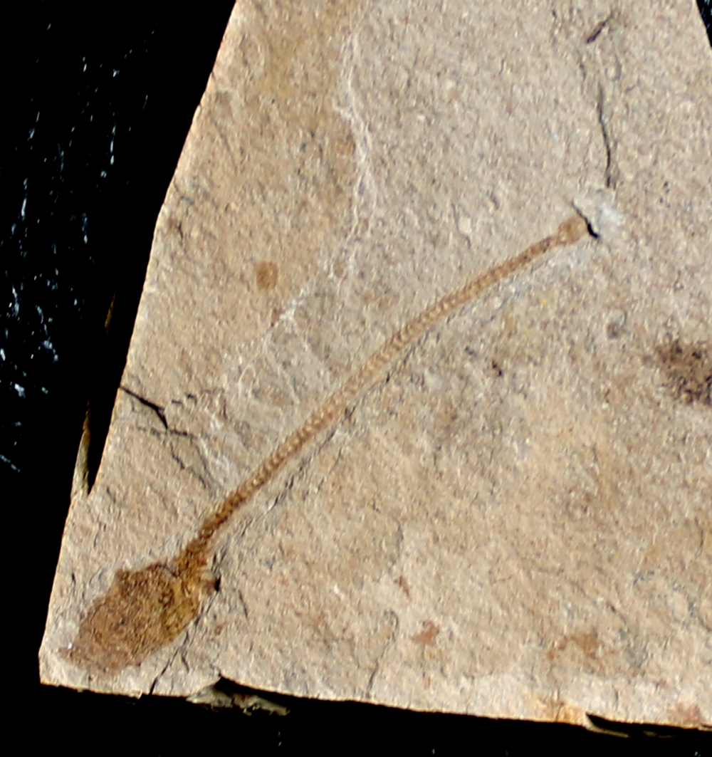 Ammodytes antipai 